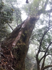 Metrosideros robusta