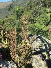 Hatiora salicornoides