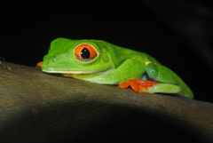Agalychnis