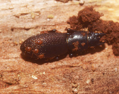 Berzercon ferdinandi