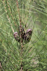 Allocasuarina gymnanthera