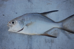 Trachinotus
