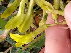 Astragalus boreoafricanus image