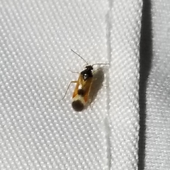 Ceratocapsus apicalis
