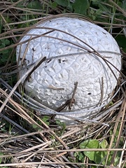 Calvatia sculpta
