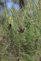 Allocasuarina gymnanthera