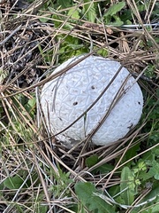 Calvatia sculpta