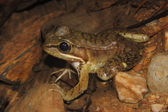 Lithobates maculatus