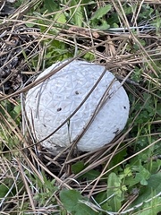 Calvatia sculpta