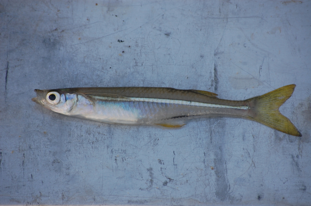 Miller's silverside (Atherinella milleri) — Atherinopsidae
