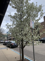 Pyrus calleryana