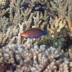 Pseudocheilinus hexataenia