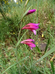 Gladiolus illyricus