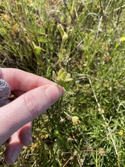 Lomatium caruifolium denticulatum