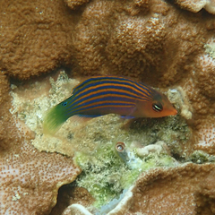 Pseudocheilinus hexataenia