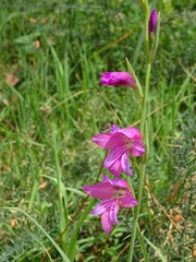 Gladiolus illyricus