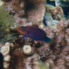 Pseudocheilinus hexataenia