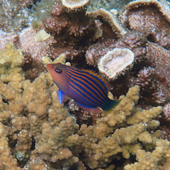 Pseudocheilinus hexataenia