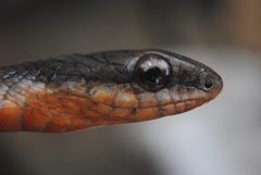 Mastigodryas alternatus