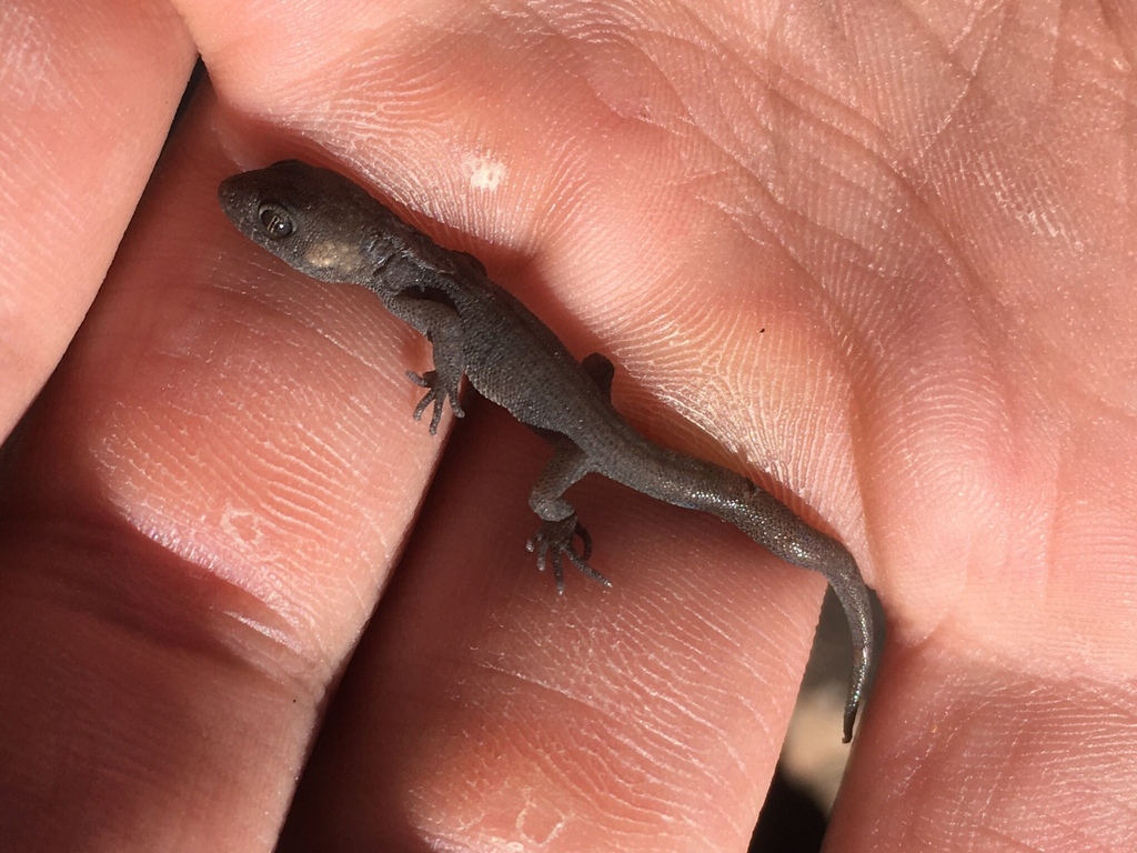 Ventania Mountains Broad-headed Gecko