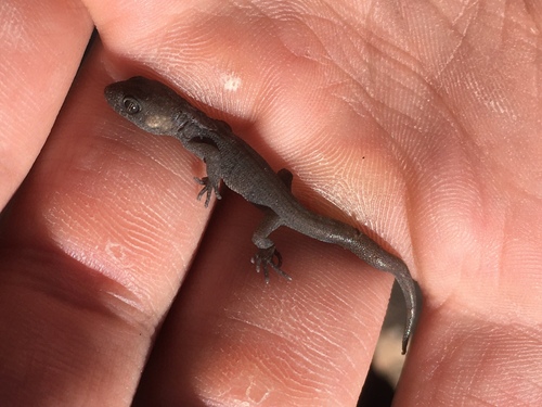Ventania Mountains Broad-headed Gecko, Homonota williamsii