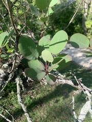 Cotinus obovatus