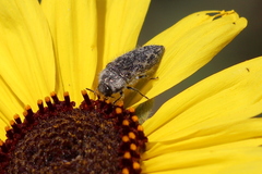 Acmaeodera labyrinthica