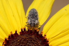 Acmaeodera labyrinthica
