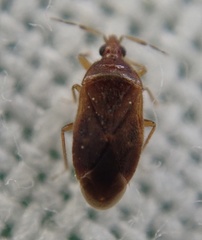 Cardiastethus fasciiventris