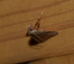 Basacallis tarachodes