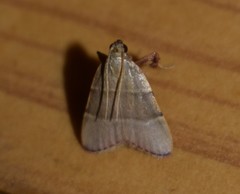 Basacallis tarachodes