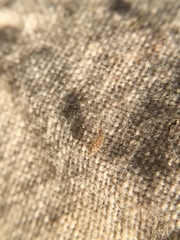 Entomobrya intermedia