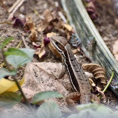 Leiocephalus cubensis