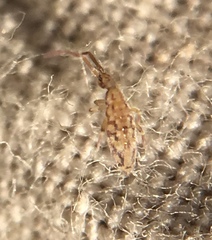 Entomobrya intermedia