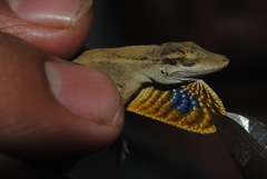 Anolis wellbornae