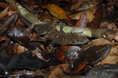 Anolis loveridgei
