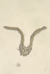 Dicranum ontariense