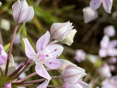 Allium hyalinum