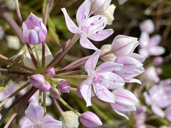 Allium hyalinum