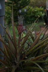 Ananas