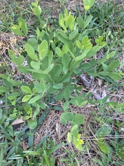 Baptisia sphaerocarpa