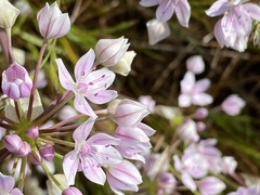 Allium hyalinum