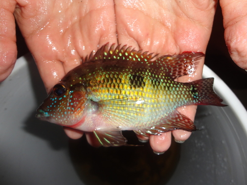 Emerald cichlid (Cribroheros robertsoni) — Cichlidae — 3