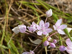 Allium hyalinum