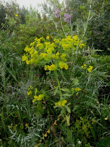 Euphorbia medicaginea