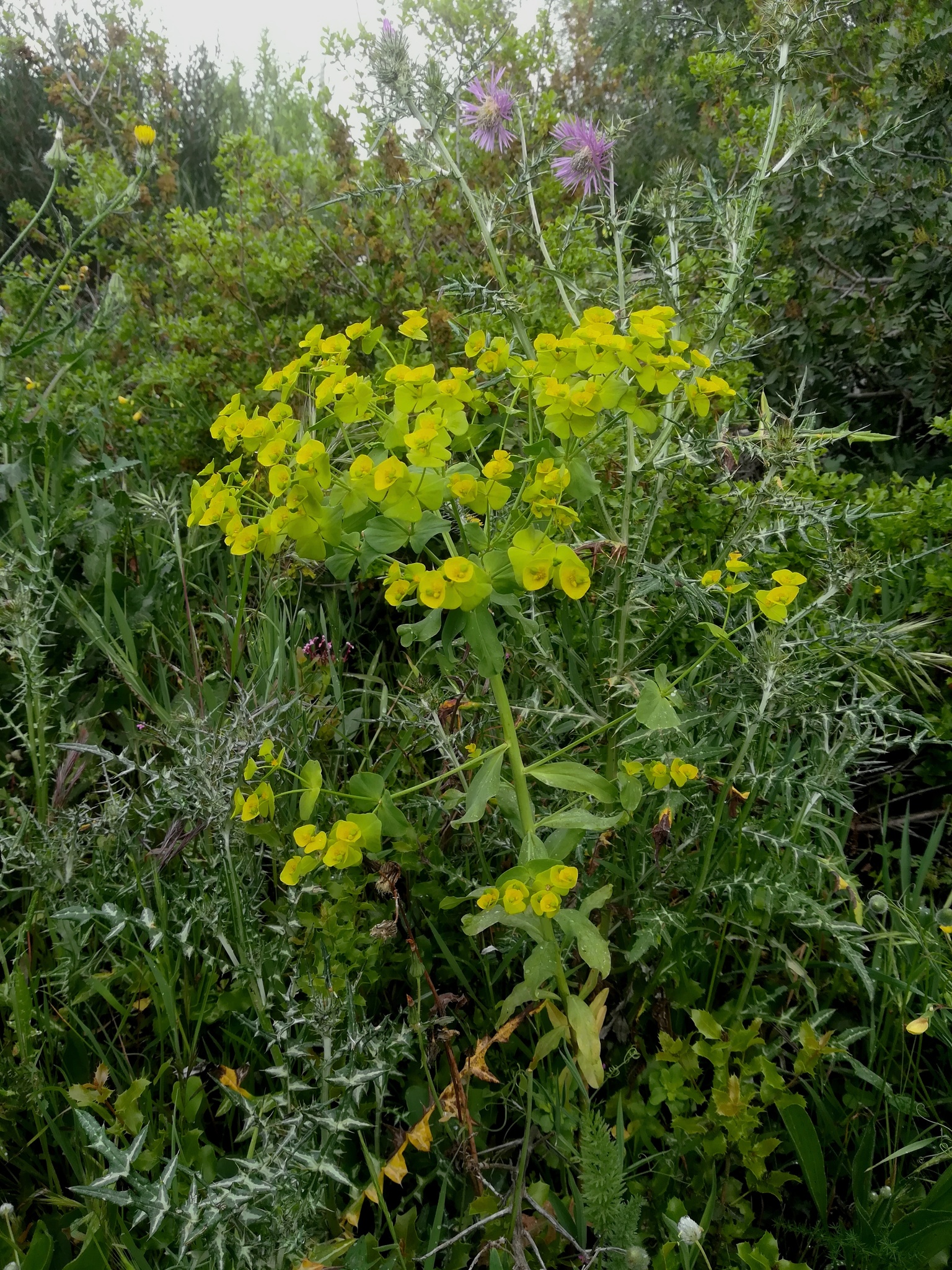 Euphorbia medicaginea