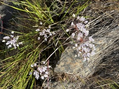 Allium hyalinum