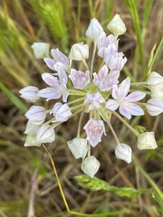 Allium hyalinum