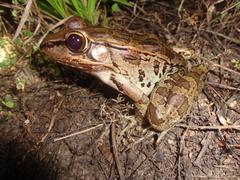 Lithobates brownorum