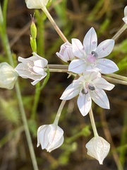 Allium hyalinum